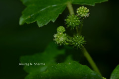 Hydrocotyle javanica